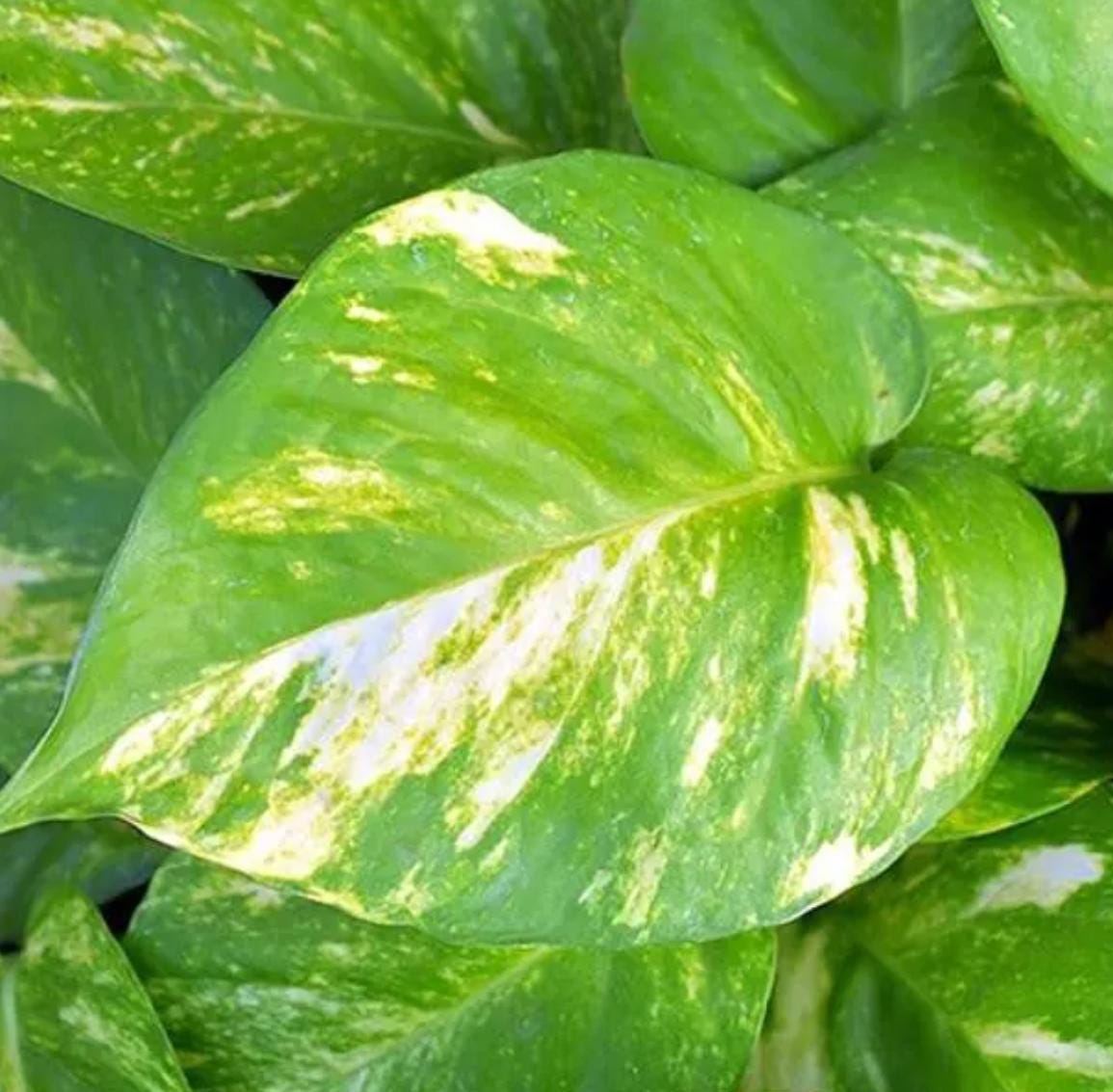 Scindapsus Neon Pothos - Rare Plant - Beautiful Plant - Cuttings
