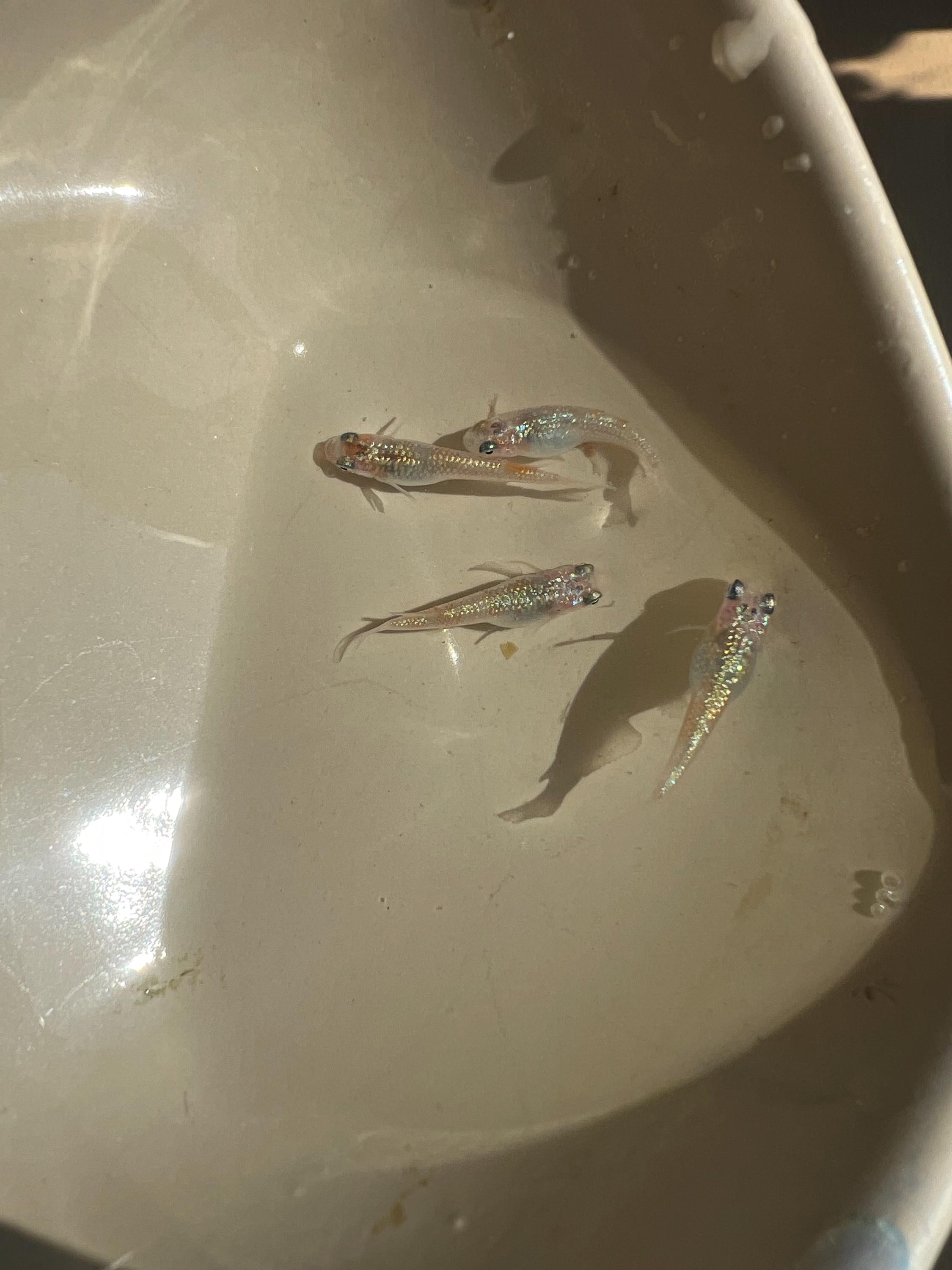 Japanese Rice Fish Eggs - Medaka Ulysses Cobalt