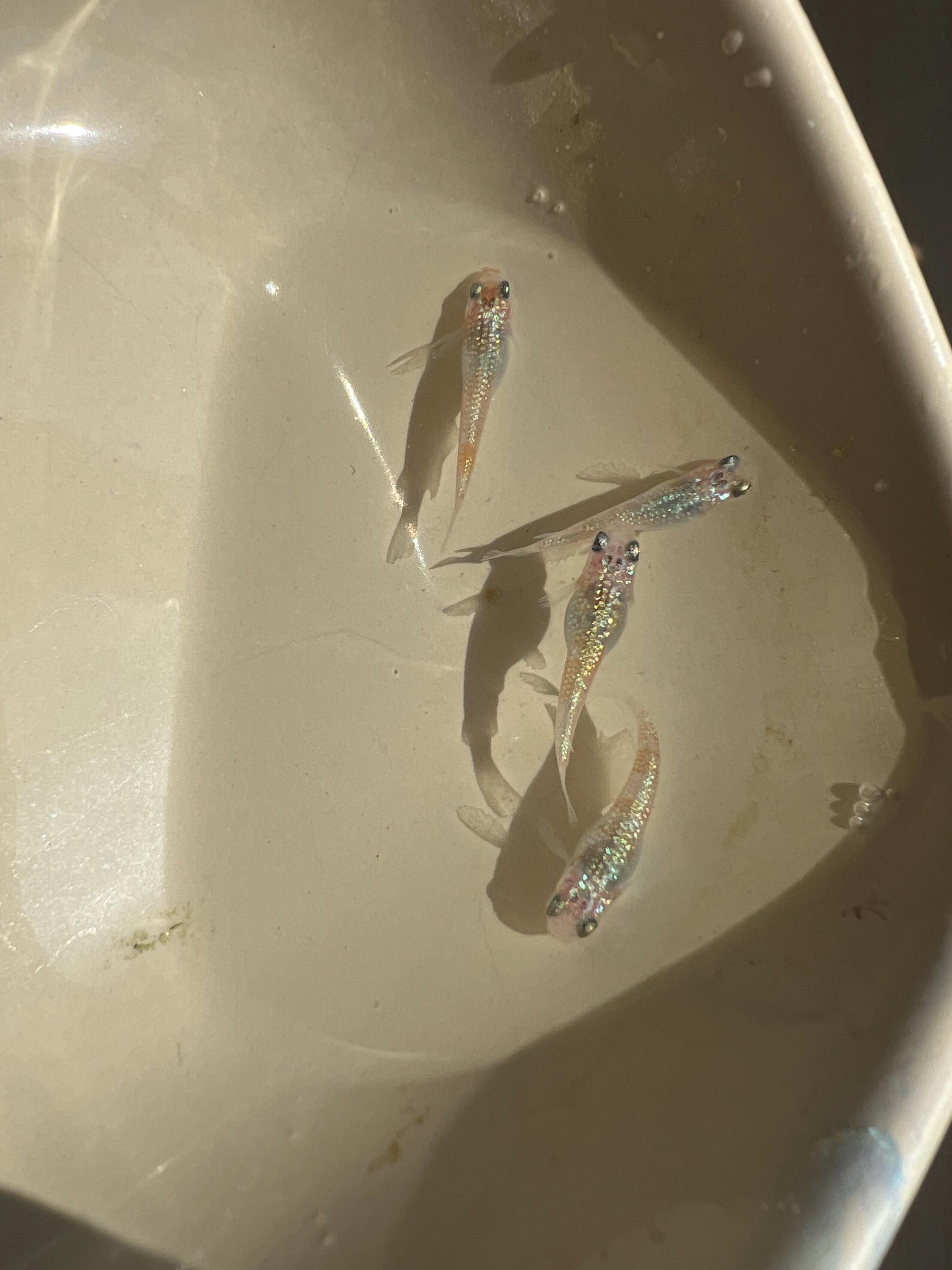 Japanese Rice Fish Eggs - Medaka Ulysses Cobalt