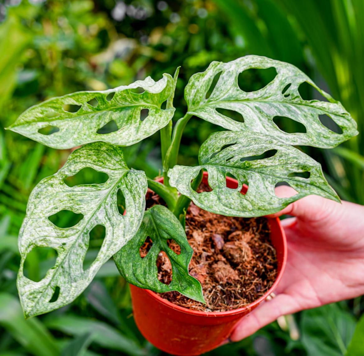 Monstera Adansonii Mint Variegated - Variegated Monstera - Rare Plants - Monstera Cuttings - Propagation Nodes