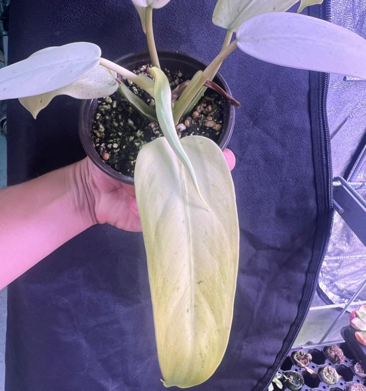 Philodendron Whipple Way - Rare Plant - Beautiful Plant