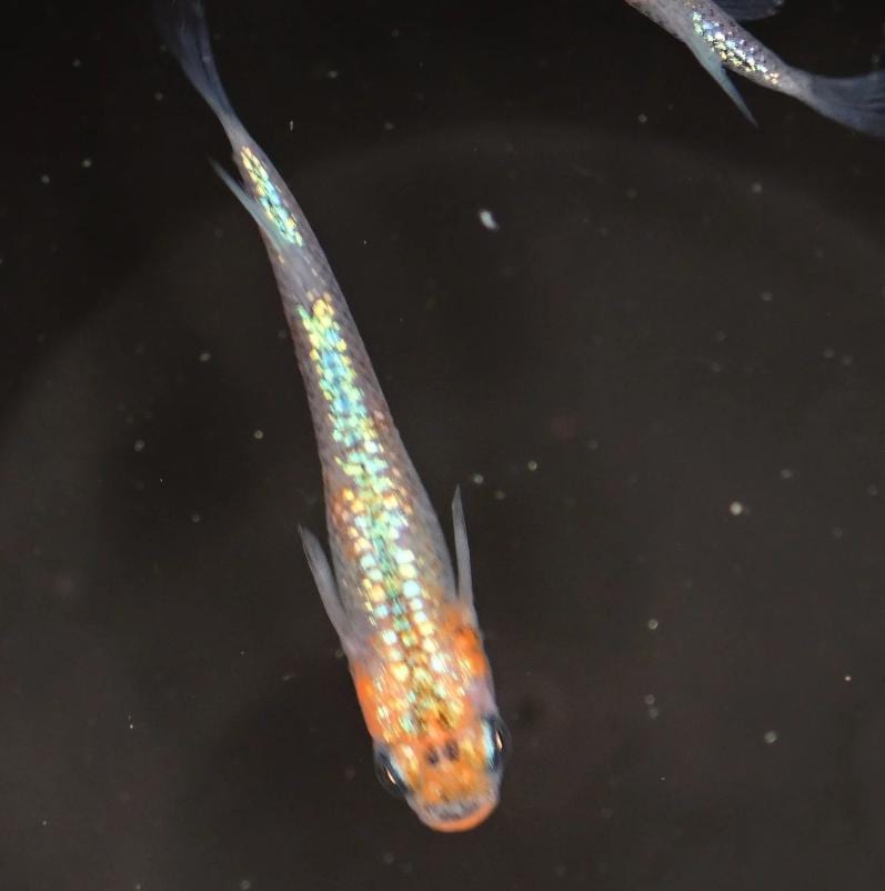 Japanese Rice Fish Eggs - Medaka Ulysses Cobalt