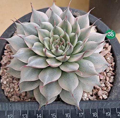 5 star succulents Graptoveria "Silver Star"