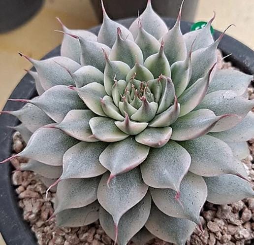Graptoveria 