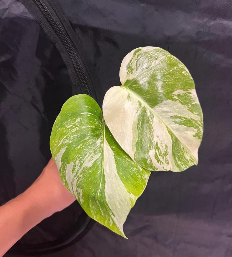 Monstera Deliciosa Albo Variegated - Variegated Monstera - Rare Plants - Monstera Cuttings - Propagation Nodes