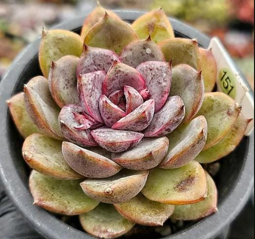 Echeveria Mirine - beautiful succulent - propagation leaf