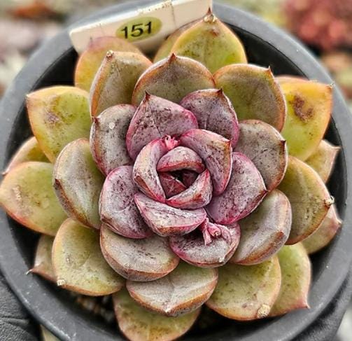 Echeveria Mirine - beautiful succulent - propagation leaf