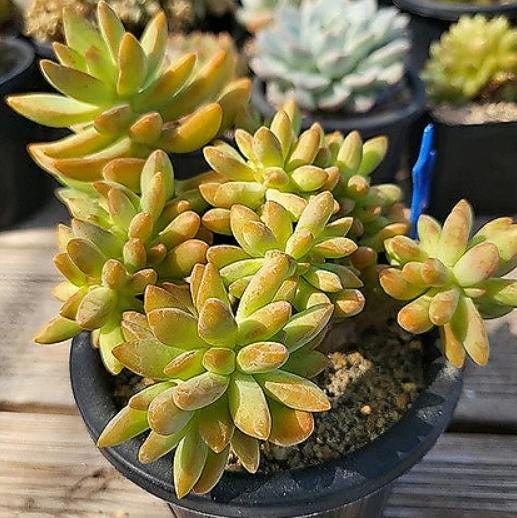 sedum succulent plant Sedum Adolphii - beautiful succulent