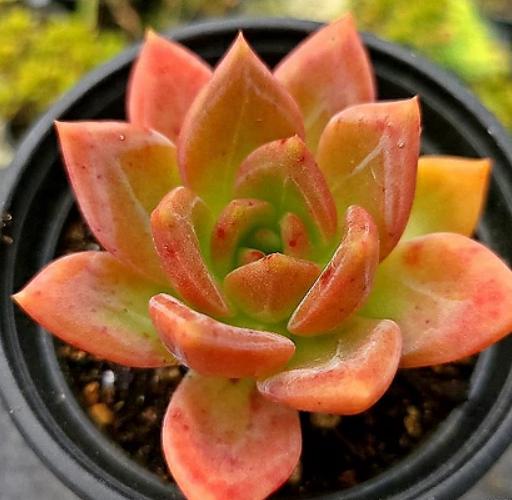 Echeveria Champagne - beautiful succulent - propagation leaf