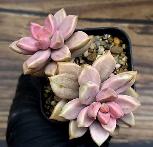 Echeveria Bronze - beautiful succulent - propagation leaf