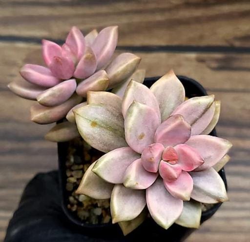 Echeveria Bronze - beautiful succulent - propagation leaf