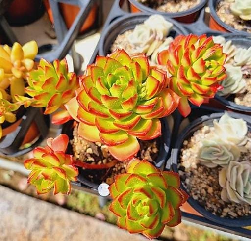 succulent with leathery leaves Echeveria Letizia - beautiful succulent