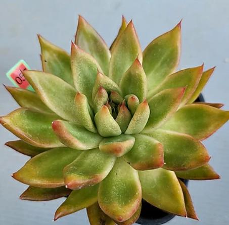 Echeveria Red Tipped- beautiful succulent - propagation leaf