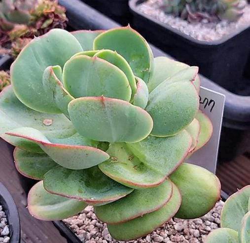 Echeveria Peach Garden - beautiful succulent - propagation leaf