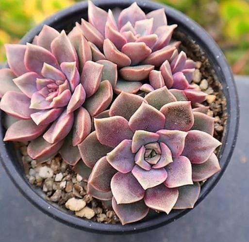Echeveria Mina - beautiful succulent - propagation leaf
