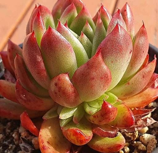 Echeveria Agavoides Red Gilva - beautiful succulent - propagation leaf