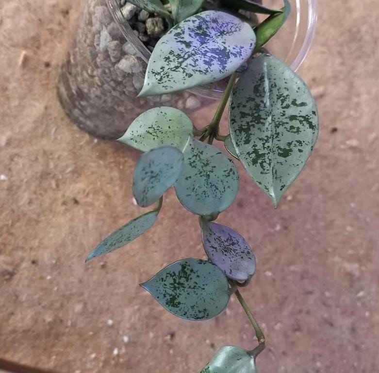 Hoya Lacunosa Splash - succulent plant - 1 Leaf with node