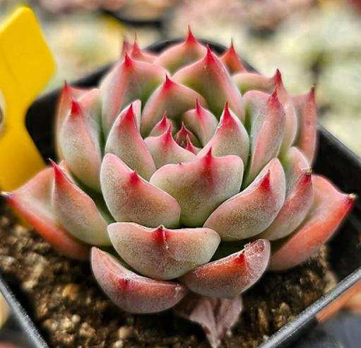 Echeveria Estrela - beautiful succulent - propagation leaf