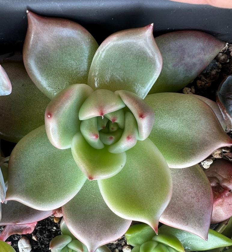Echeveria By Planet - beautiful succulent - propagation leaf