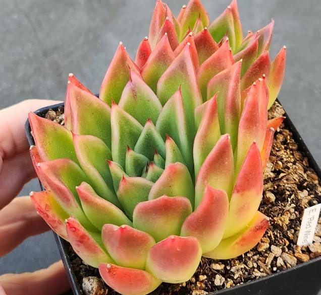 succulent wine Echeveria Wine - beautiful succulent
