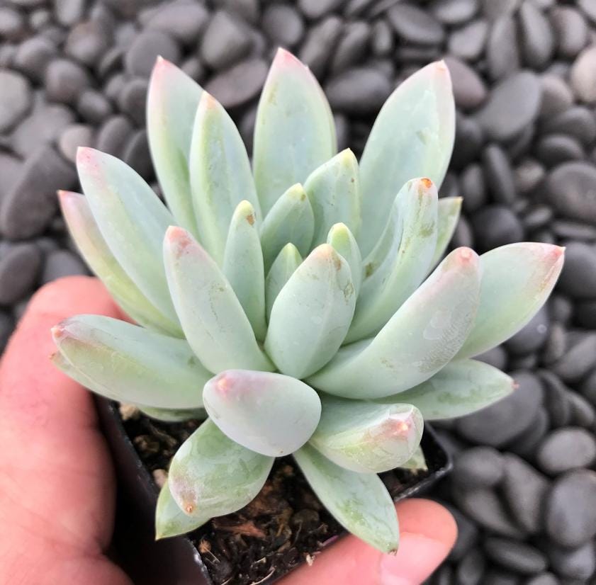 Pachyphytum Hookeri - beautiful succulent - propagation leaf
