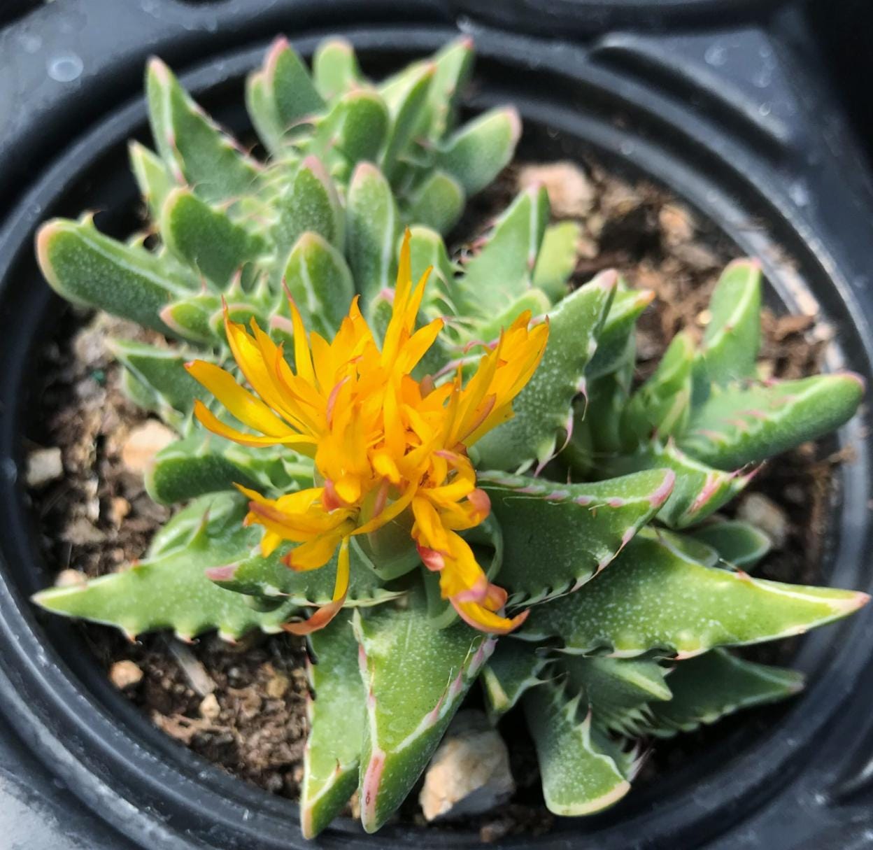 Faucaria Tigrina - Faucaria Plants - Lithops Plants - Lithops