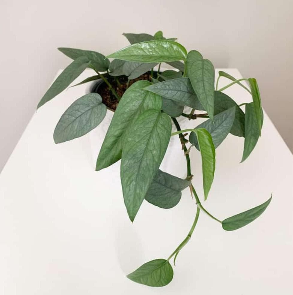 Cebu Blue Pathos - Rare Plant - Beautiful Plant - Cuttings ...