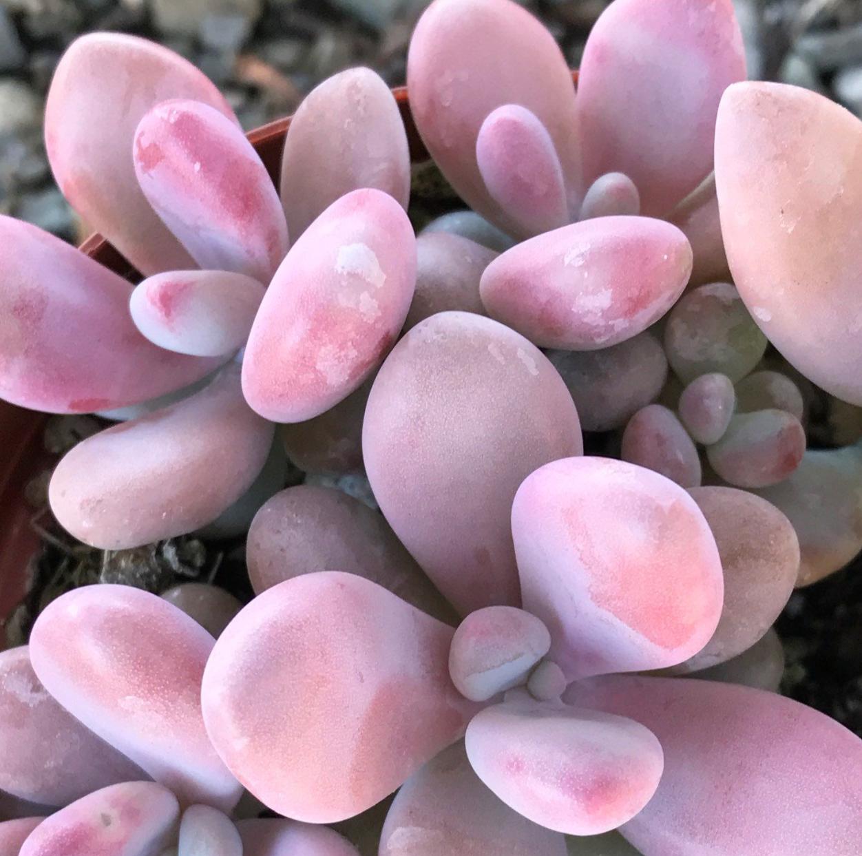 moonstone succulent propagation Pachyveria Oviferum Roseum - Pink moonstones - beautiful succulent