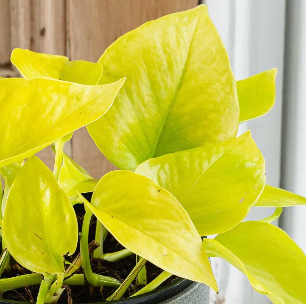 variegated neon pothos rare Scindapsus Neon Pothos - Rare Plant - Beautiful Plant