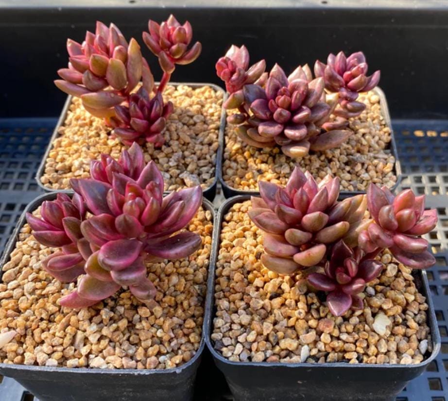 Graptopetalum Chocolate and Strawberries - beautiful succulent - propagation leaf