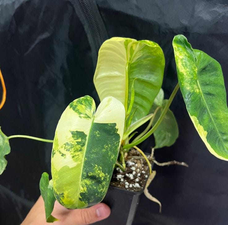 Philodendron Burle Marx Variegata - Rare Plant - Beautiful Plant - Cuttings