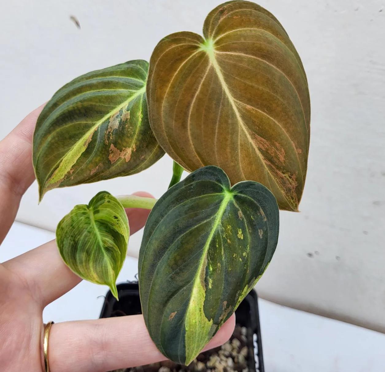 Philodendron Melanochrysum Variegata - Rare Plant - Beautiful Plant - Cuttings
