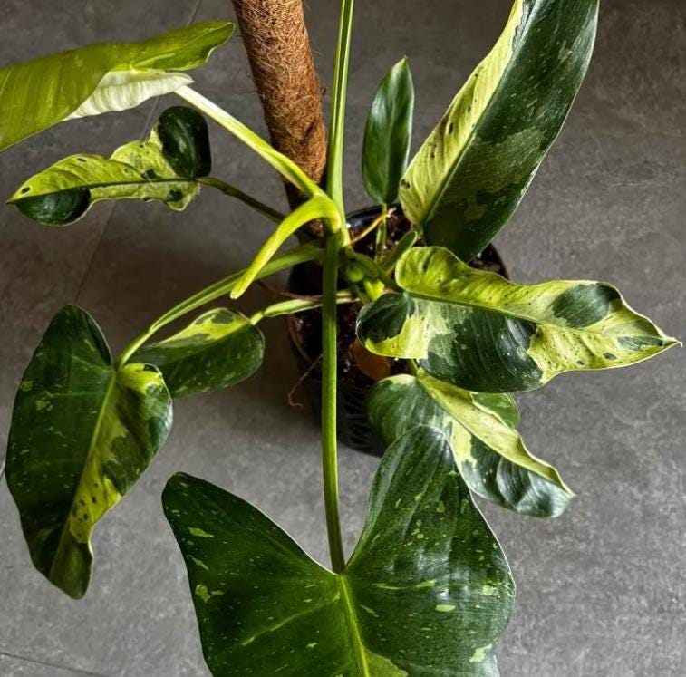 Philodendron Jose Bueno - Rare Plant - Beautiful Plant - Cuttings