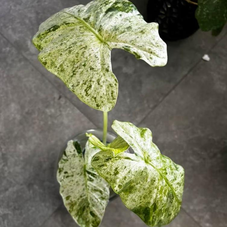 Alocasia Odora Batik variegata - Rare Plant - Bulbs