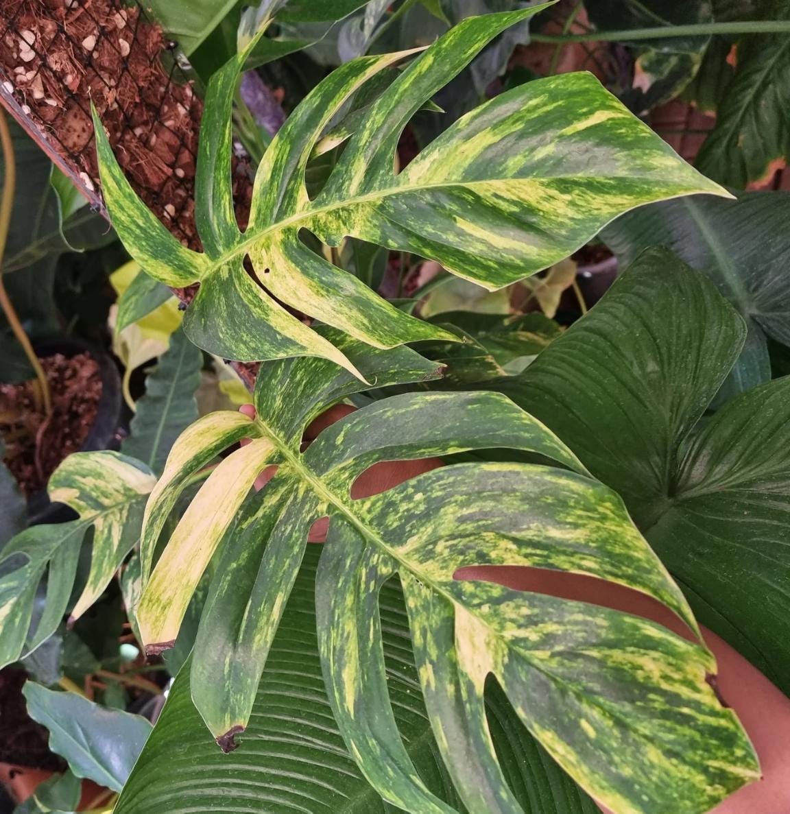 Epipremnum Pinnatum Aurea Variegata Yellow Flame - Rare Plant - Beautiful Plant - Cuttings