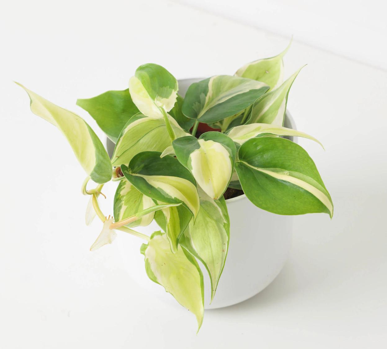 philodendron brasil rare Philodendron Scandens Rio - Rare Plant - Beautiful Plant