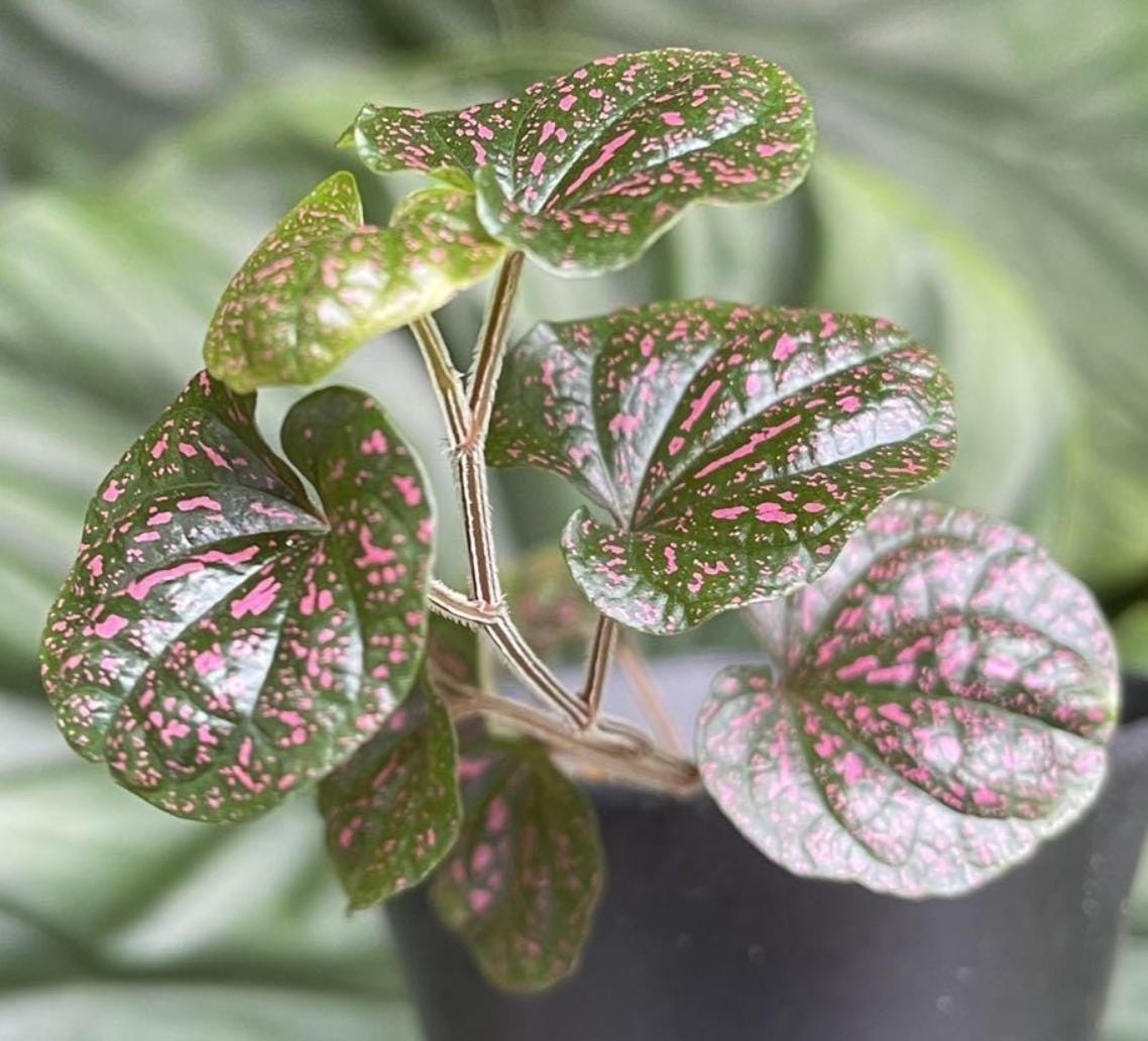 Piper sp. ex. Indonesia - Rare Plant - Beautiful Plant - Cuttings