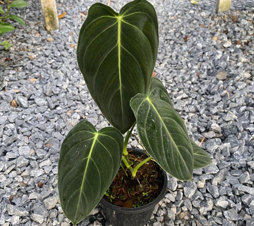 philodendron melanochrysum rare Philodendron Melanochrysum - Rare Plant - Beautiful Plant