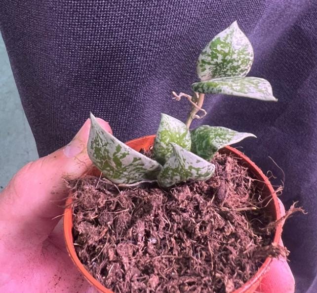 Hoya Lacunosa Splash - succulent plant - 1 Leaf with node