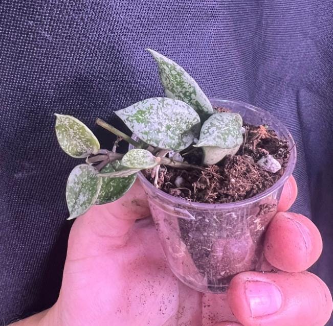 Hoya Lacunosa Splash - succulent plant - 1 Leaf with node