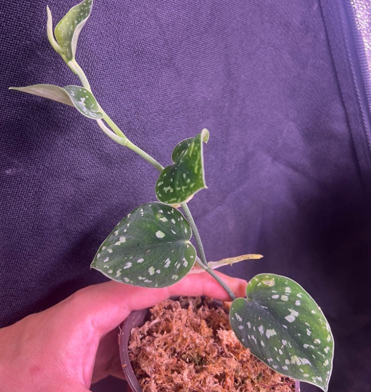 Scindapsus NoID Tricolor - Rare Plant - Beautiful Plant - Cuttings