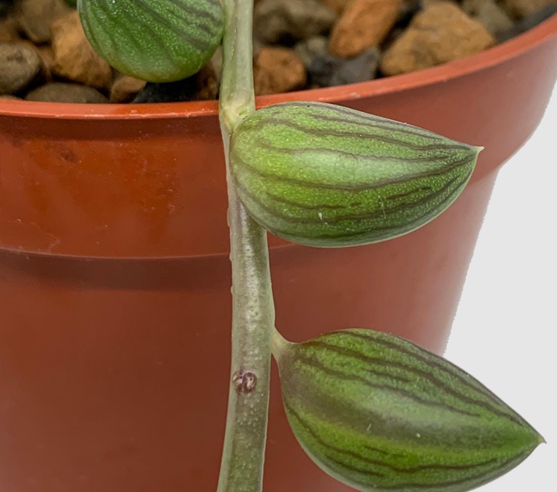 Senecio Herreianus - String Of Watermelons - Cuttings