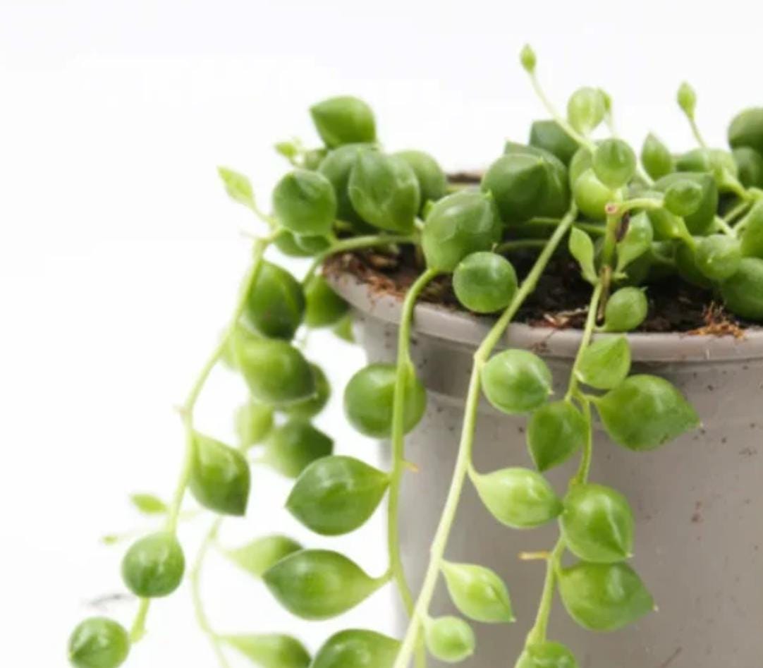 Senecio MIX of 5 - String of ... Mix - String of Hearts Variegated - String of Pearls - String of Turtles - String of Cuttings