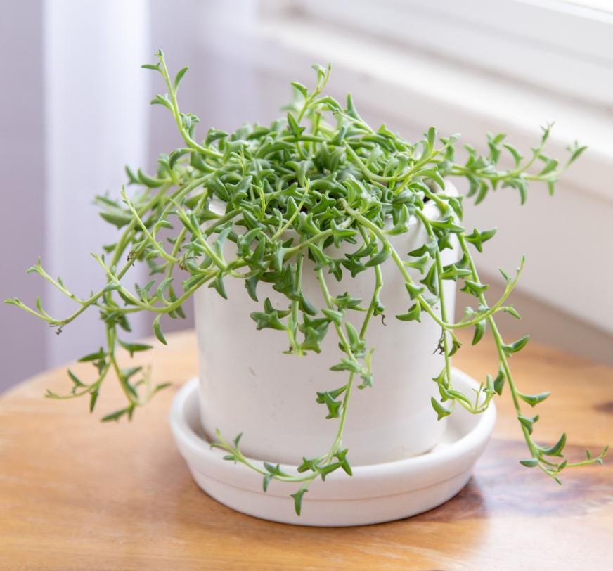 Senecio MIX of 5 - String of ... Mix - String of Hearts Variegated - String of Pearls - String of Turtles - String of Cuttings