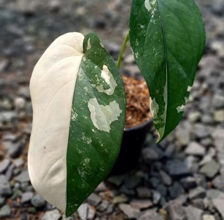 philodendron hastatum variegated Philodendron Hastatum Silver Sword Variegata - Rare Plant