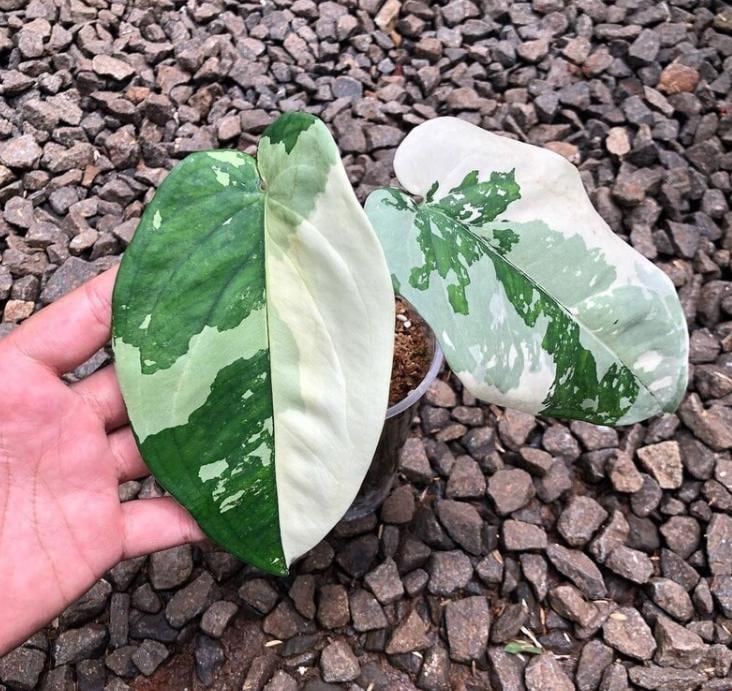 philodendron adansonii variegata Monstera Adansonii Albo Variegated - Variegated Monstera