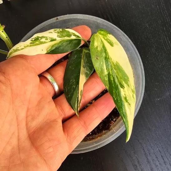 Epipremnum Cebu Blue Variegata - Cebu Blue Pathos Variegata - Rare Plant - Beautiful Plant - Cuttings
