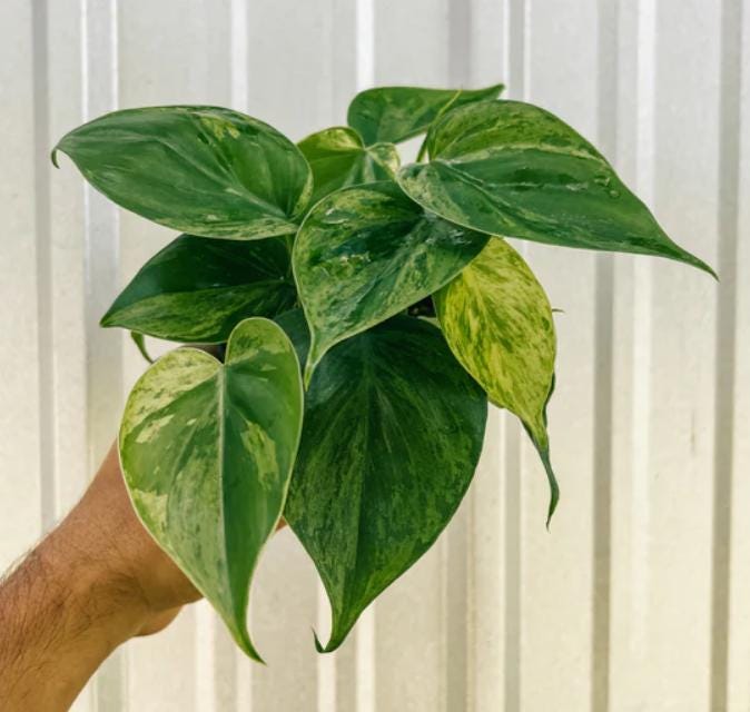 Mystery Box with Cuttings S - Cuttings - Propagation Nodes - Rare Plants