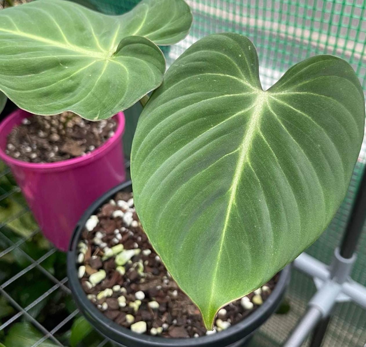 Philodendron Gloriosum - Rare Plant - Beautiful Plant - Cuttings