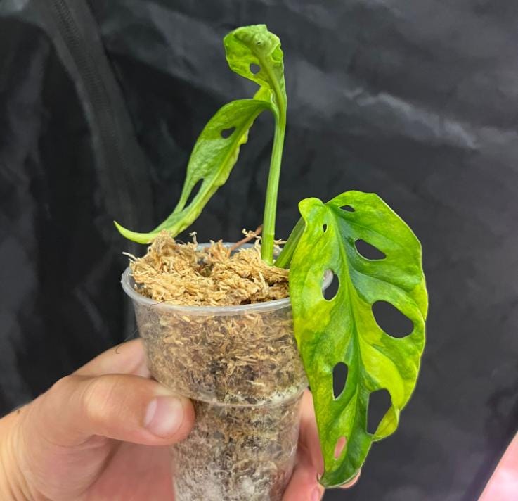 Monstera Adansonii Aurea Variegated - Variegated Monstera - Rare Plants - Monstera Cuttings - Propagation Nodes